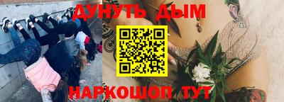 сатива Кингисепп